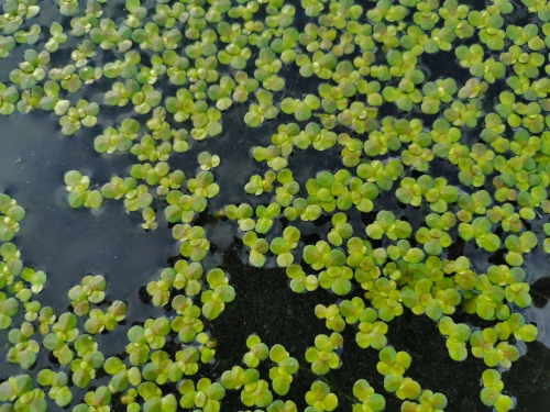 Wasserlinsen Mix - mittlere Portion - ca. 4000 Einzelpflanzen